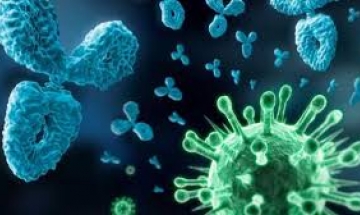 TIN VUI: Chế tạo thành công kháng thể vô hiệu hoá virus SARS-CoV-2 tại Hà Lan